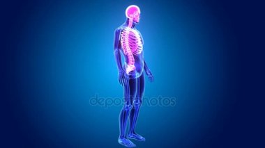 3D Axial iskelet 