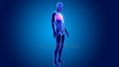 3D kalp organları ile