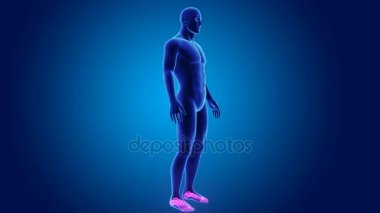 3D ayak bileği ve ayak ile vücut 