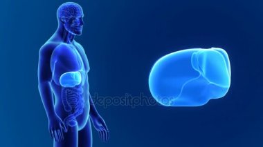 Male liver anatomy 
