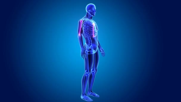 3D плечової кістки кістки — стокове відео