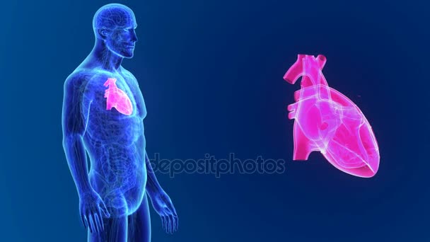 3D srdce s anatomie — Stock video