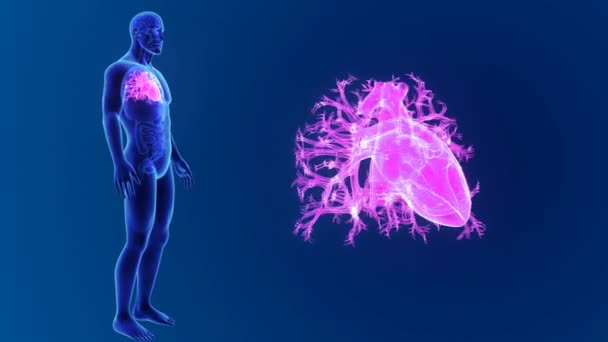 3D-s szív anatómiája — Stock videók