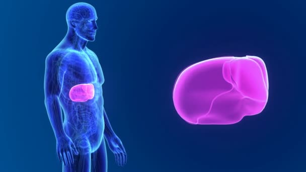 Anatomia do fígado masculino — Vídeo de Stock
