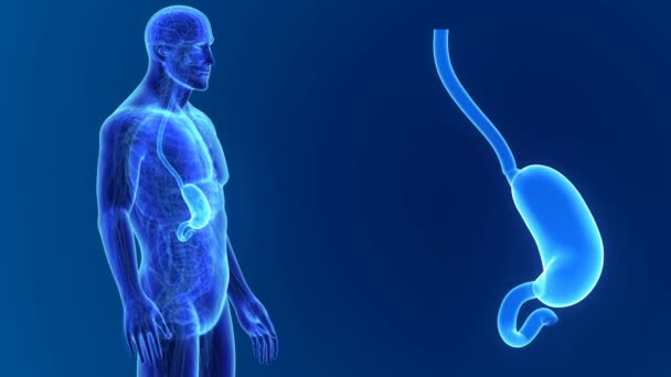 3D шлунка Анатомія — стокове відео