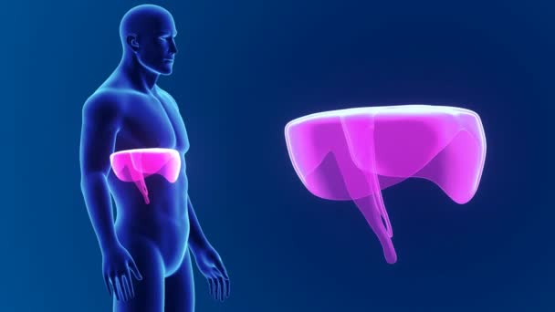 3D-diafragma met anatomie — Stockvideo