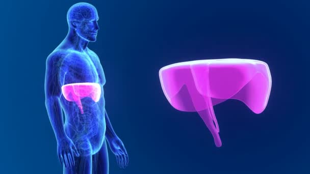 3d Diaphragm with anatomy — Stock Video