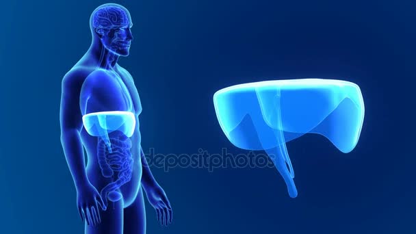 3D-diafragma met anatomie — Stockvideo