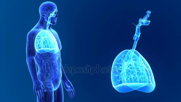 Zoom de pulmões com corpo — Vídeo de Stock