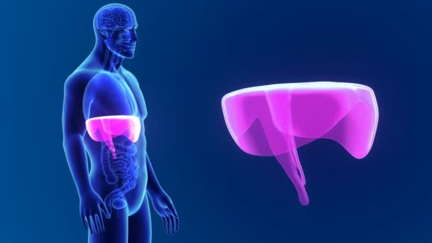 Anatomi ile 3D diyafram — Stok video