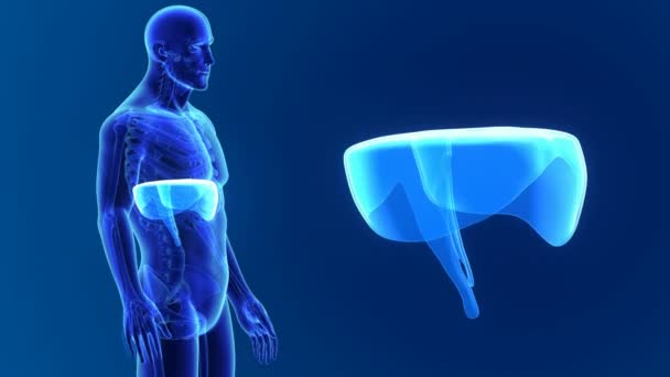 3D-Diaphragma mit Anatomie — Stockvideo