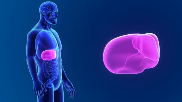 Male liver anatomy — Stockvideo