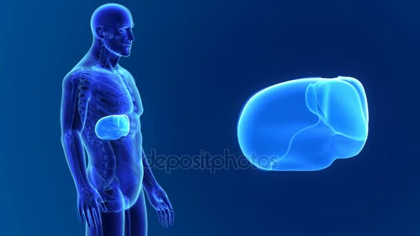 Anatomia do fígado masculino — Vídeo de Stock