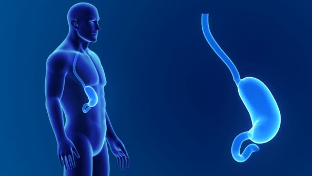 Anatomia dello stomaco 3D — Video Stock