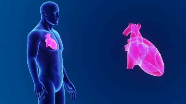 Corazón 3d con órganos — Vídeo de stock