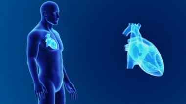 3D kalp organları ile