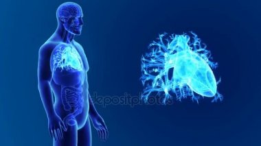 3D kalp organları ile