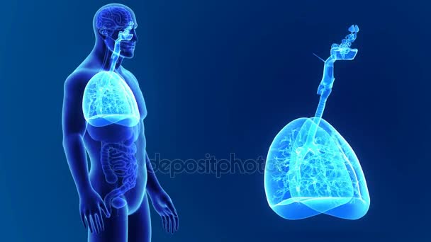 Powiększenie płuc z ciała — Wideo stockowe