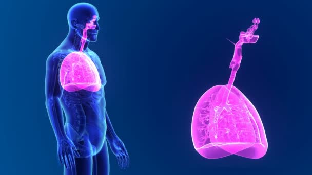 Збільшити масштаб легень за допомогою тіла — стокове відео