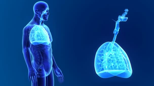 Pulmones zoom con cuerpo — Vídeos de Stock