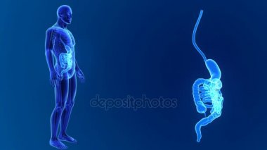 Mide ve bağırsak küçük zoom 