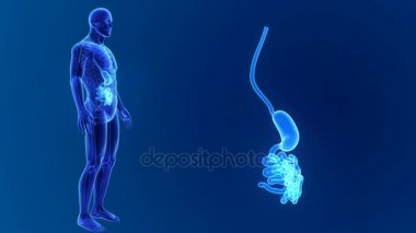 Mide ve bağırsak küçük zoom 