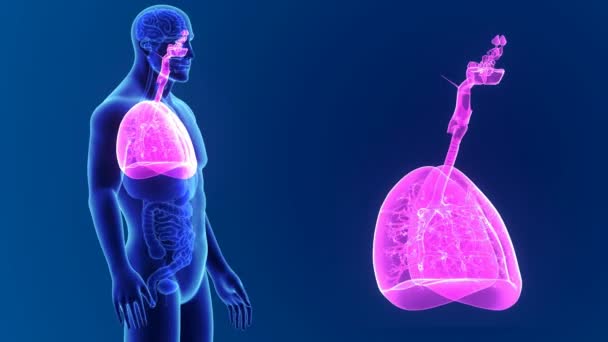 Pulmones humanos 3d — Vídeos de Stock