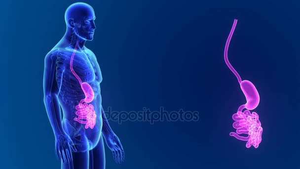Zoom estomacal e intestinal con órganos — Vídeos de Stock