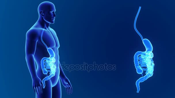 Увеличение желудка и кишечника с органами — стоковое видео