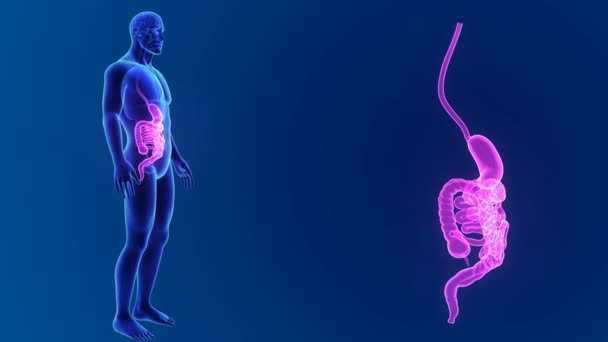 Zoom estomacal e intestinal con órganos — Vídeo de stock