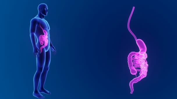 Zoom estomacal e intestinal con órganos — Vídeo de stock