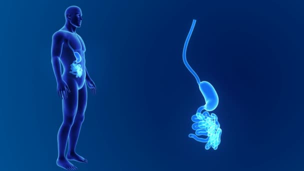 Estômago e pequeno zoom intestinal — Vídeo de Stock