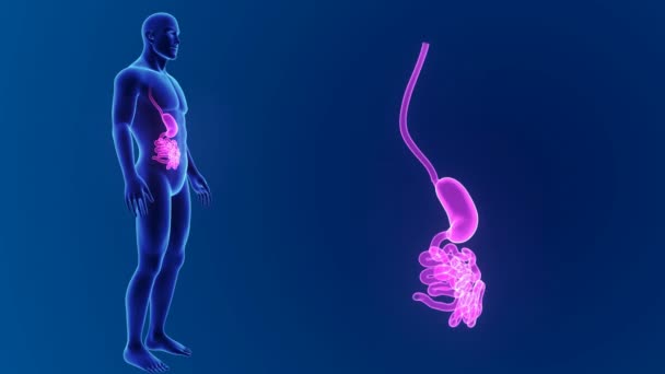 Zoom dello stomaco e del piccolo intestino — Video Stock