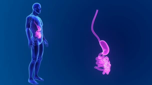 Estômago e pequeno zoom intestinal — Vídeo de Stock