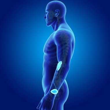 İskelet ile üriner sistem 