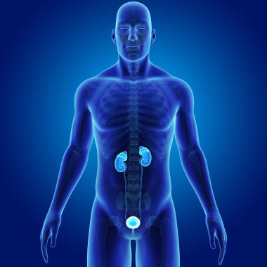 İskelet ile üriner sistem 