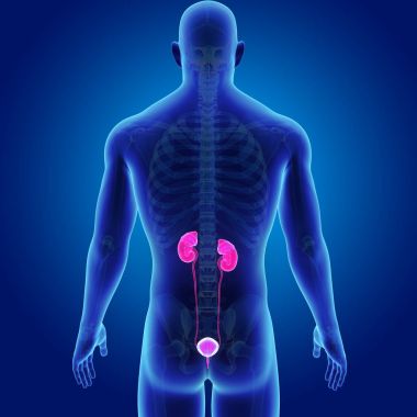 İskelet ile üriner sistem