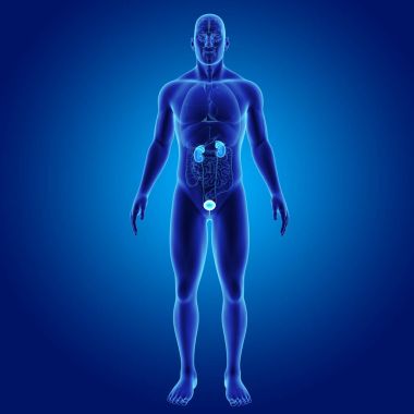 Organları ile üriner sistem 