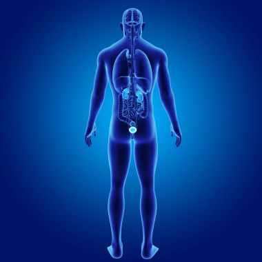 Organları ile üriner sistem 