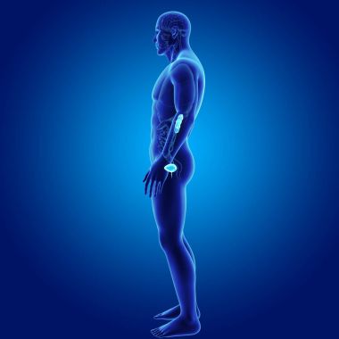 Organları ile üriner sistem