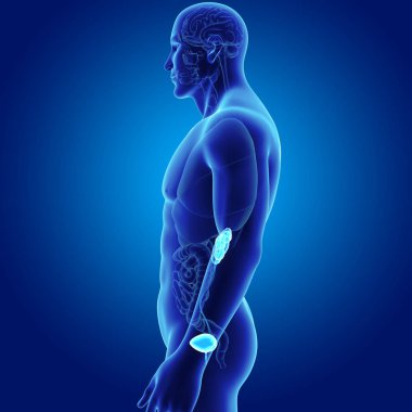 Organları ile üriner sistem