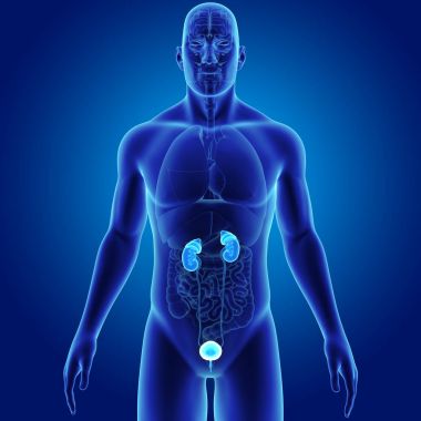 Organları ile üriner sistem 