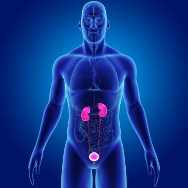 Organları ile üriner sistem 
