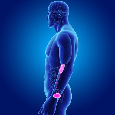 Organları ile üriner sistem