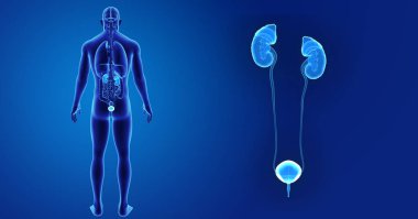 Üriner Sistem yakınlaştırma 