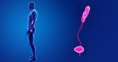 Üriner Sistem yakınlaştırma 