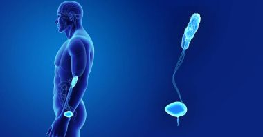 Üriner Sistem yakınlaştırma 