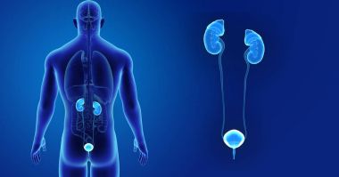 Üriner Sistem yakınlaştırma 