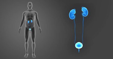 Üriner Sistem zoom organları ile