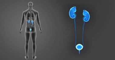 Üriner Sistem yakınlaştırma 